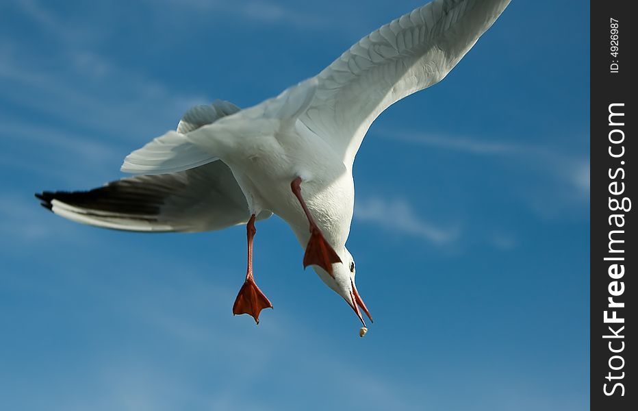 Close-up of seagull, flying over blue sky