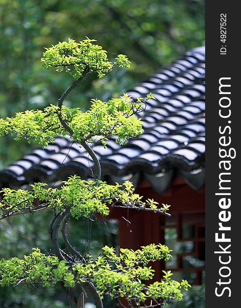 Chinese Penjing, miniascape miniature garden. Chinese Penjing, miniascape miniature garden.