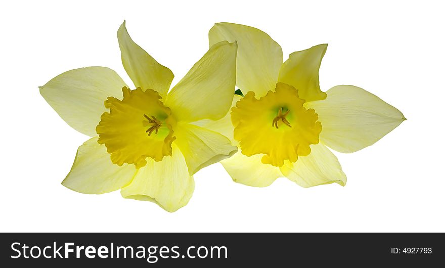 Two nice isolated yellow flowers. Two nice isolated yellow flowers
