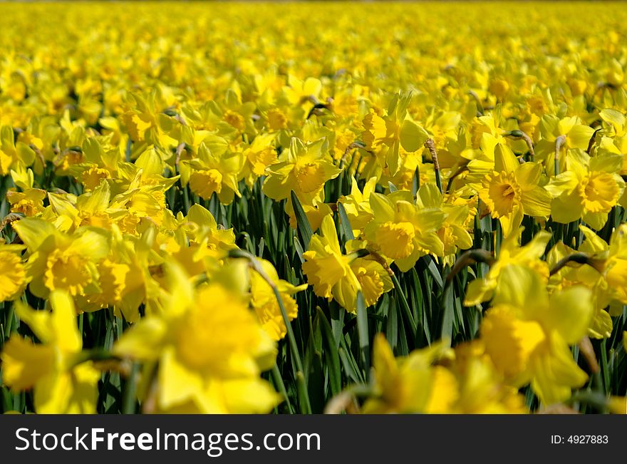 Jonquil, 'Narcissus jonquilla' field in Holland. Jonquil, 'Narcissus jonquilla' field in Holland