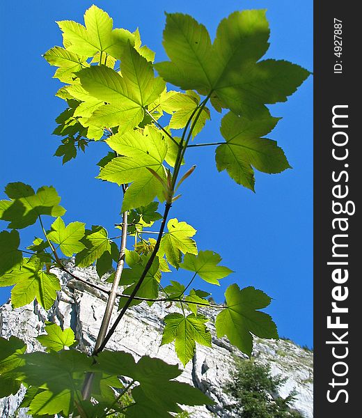 The branches with green leaves on the blue sky background and ruled by sun