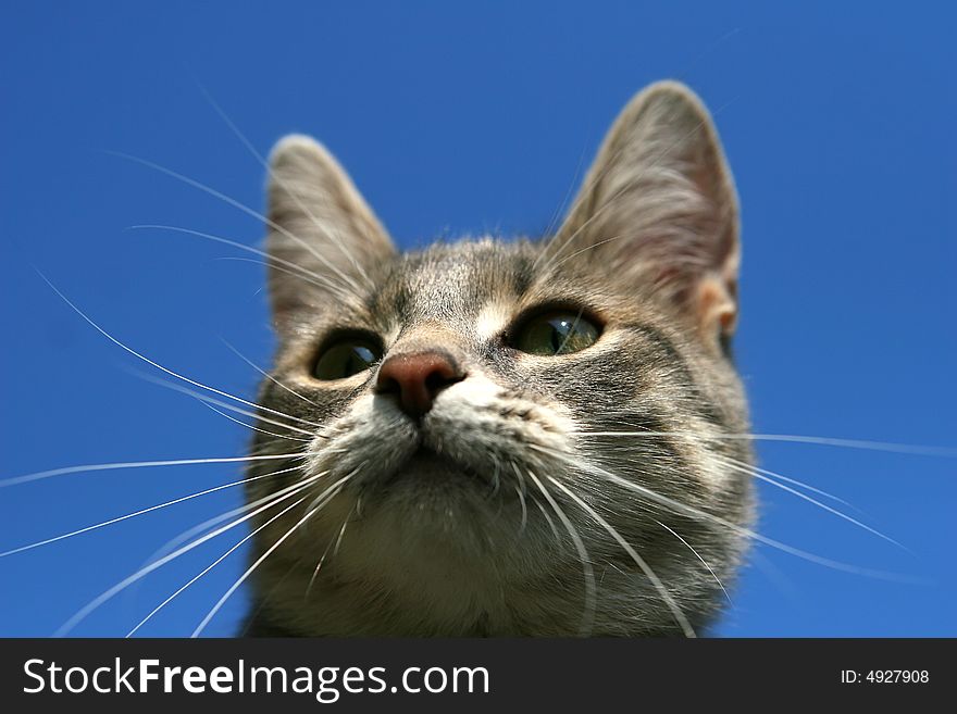 Beautiful cat on blue background