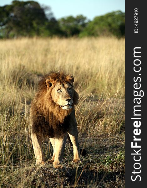 Majestic lion standing in the grass in the Masai Mara Reserve in Kenya