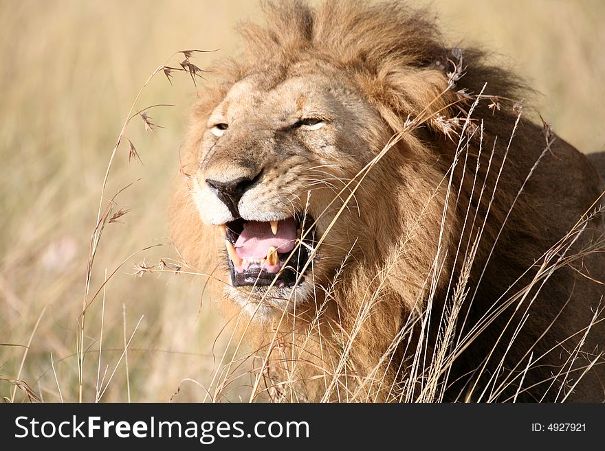 Majestic lion standing growling in the grass in the Masai Mara Reserve in Kenya
