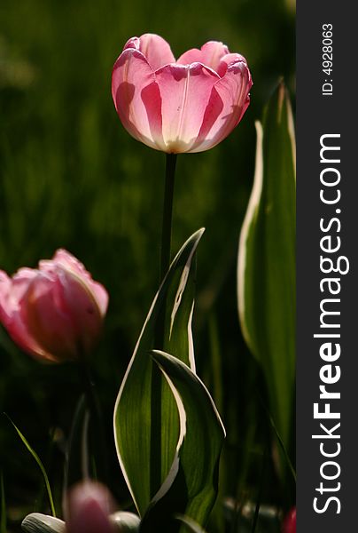 Pink tulips blooming early in spring