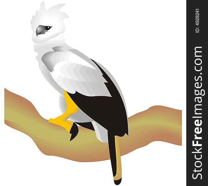 Art illustration of a harpy eagle
