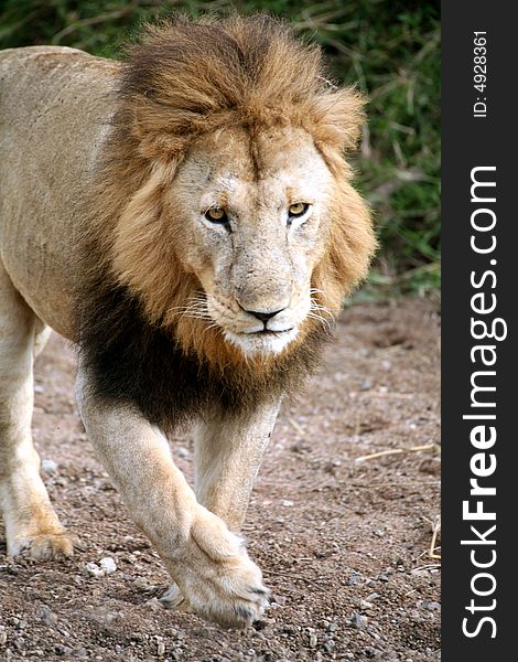 Lion walking through a dried river bed in the Masai Mara Reserve in Kenya