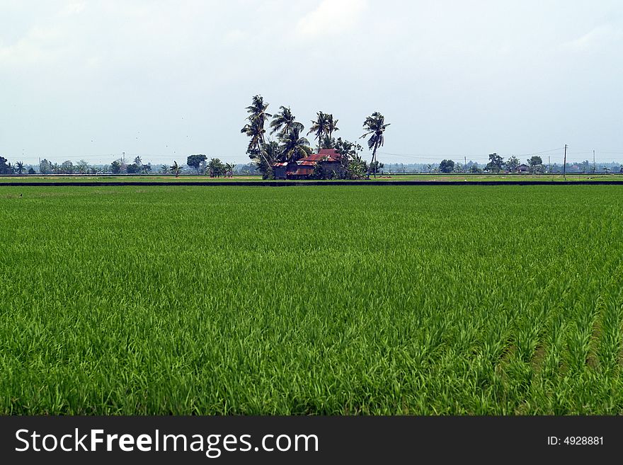 A small house in the middle of paddy field. A small house in the middle of paddy field.