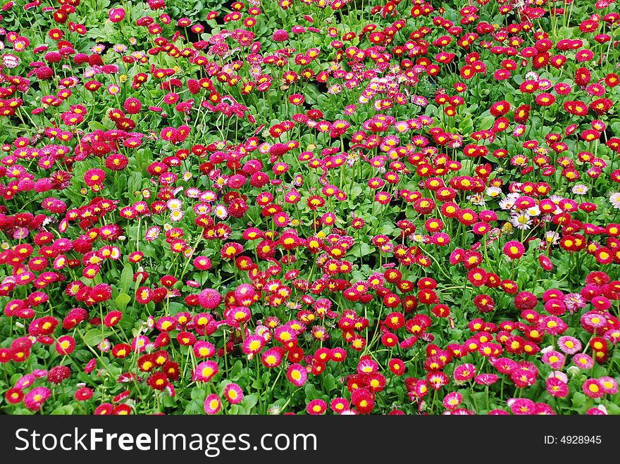 The colorful daisy flower bed in the spring. The colorful daisy flower bed in the spring.