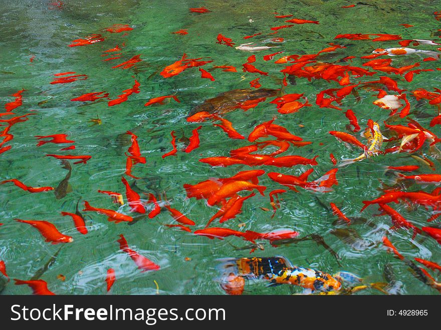 A swarm of koi carps swim carefree in the pure,clear and cool mountain spring. A swarm of koi carps swim carefree in the pure,clear and cool mountain spring.