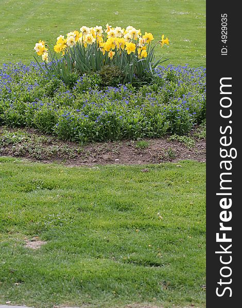 Yellow and blue flower bed. Yellow and blue flower bed