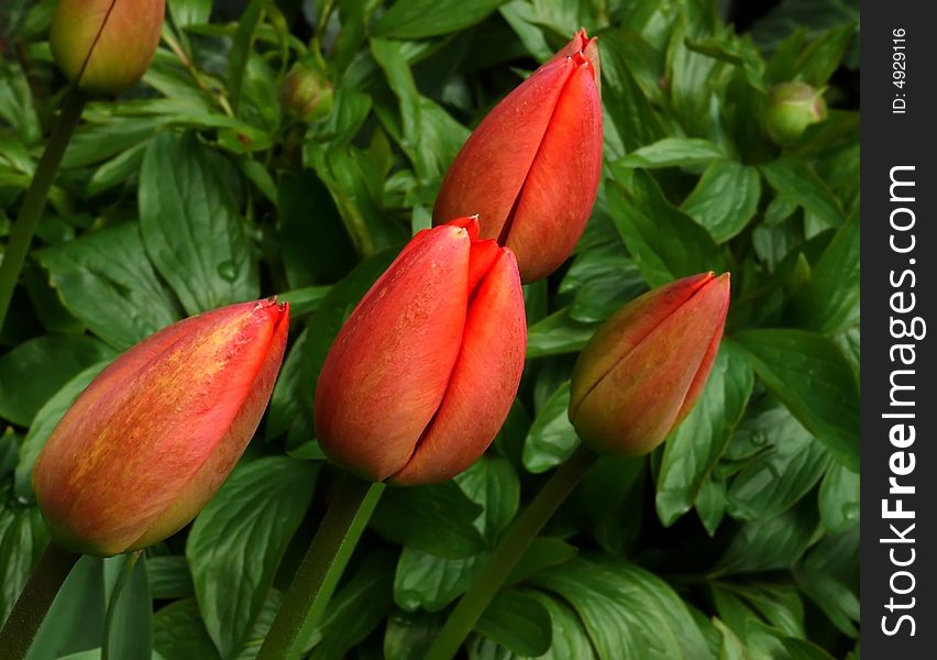 Red tulips on leaves background