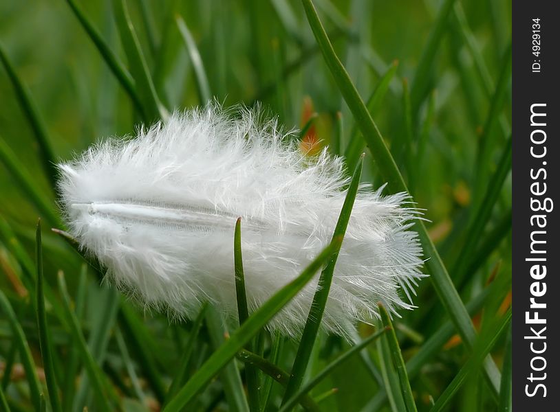 White bird feather on grass. White bird feather on grass