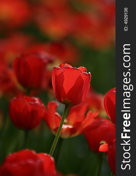 Red tulips blooming early in spring