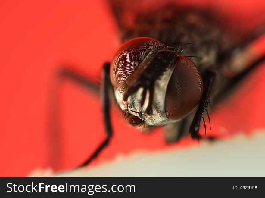 Extreme close up of housefly head