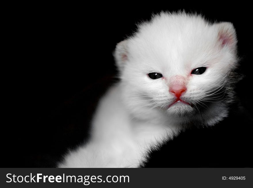 Adorable white kitten on a black background. Adorable white kitten on a black background