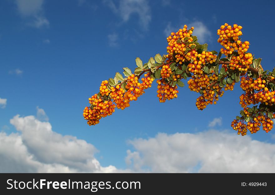 Berries and sky