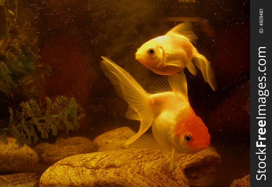 Two delicate fishes in love. Two delicate fishes in love