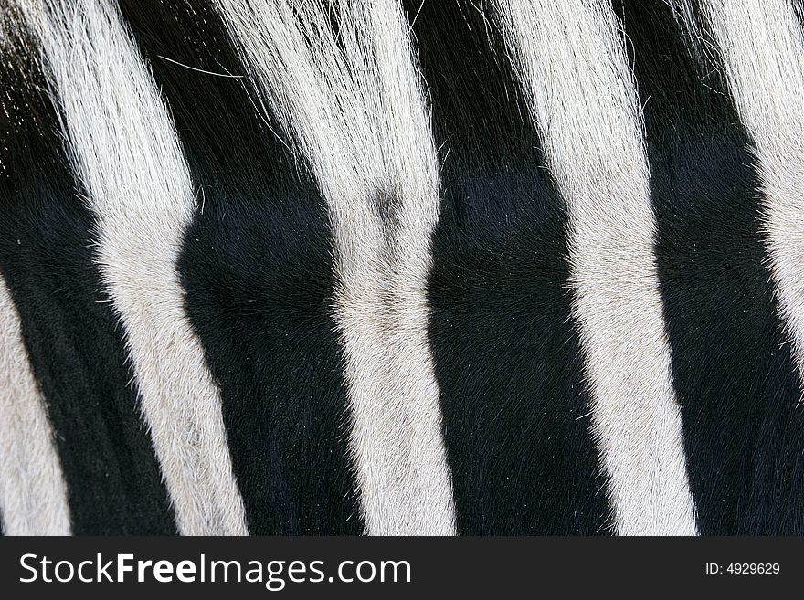 Close up of zebra skin
