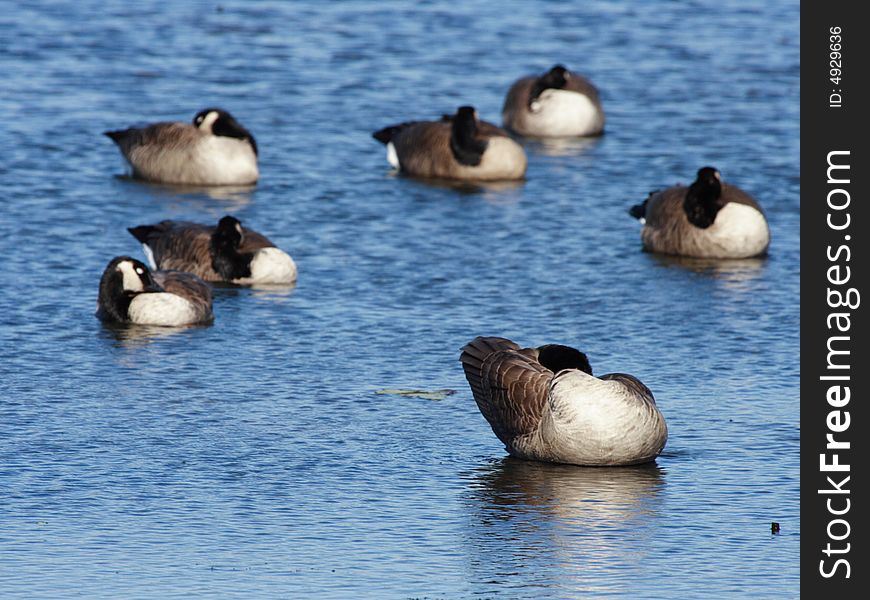 Canada Geese all preening at the same time. Canada Geese all preening at the same time