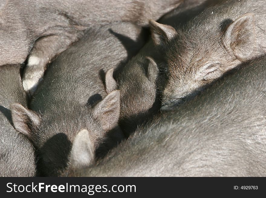 Close up of many sleeping piglets