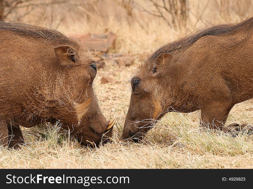 Warthogs taken in the kruger national park south africa