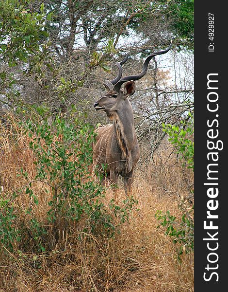 Kudu bull taken in the kruger national park south africa near crocodile bridge rest camp