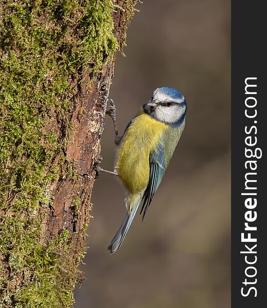 Close up upright photograph of a blue tit Cyanistes caeruleus perched on the side of a tree trunk. Close up upright photograph of a blue tit Cyanistes caeruleus perched on the side of a tree trunk