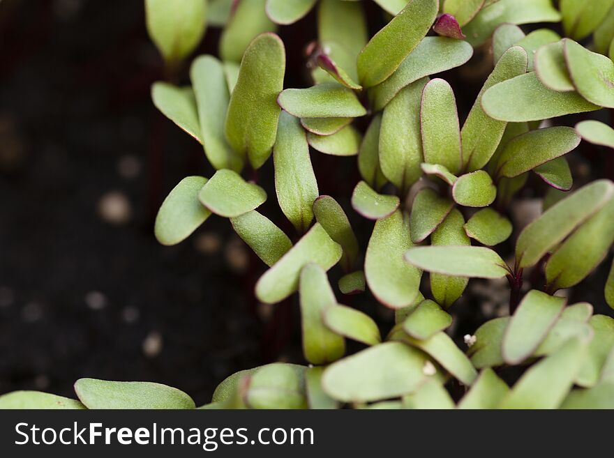 Red beet sprouts on a bed. Close up