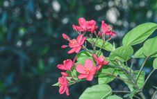 Bright Pink Five Petal Flowers Royalty Free Stock Photography Bright Pink Five Petal Flowers Royalty Free Stock Photography