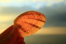 Clam In The Sun Royalty Free Stock Photography Clam In The Sun Royalty Free Stock Photography