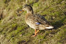 Duck On The Ground Royalty Free Stock Images