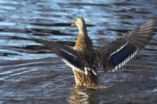 Wild Duck On The Lake Stock Images