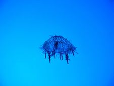 Jellyfish Royalty Free Stock Photography