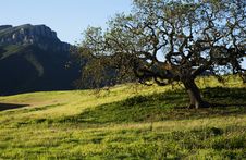 Boney Mountain Stock Images Boney Mountain Stock Images