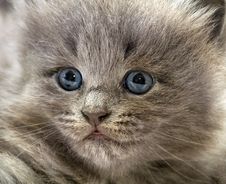 Nice Grey Kitten Stock Photography