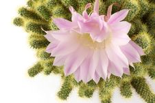 Cactus Flower, Isolated Royalty Free Stock Photo