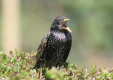 Starling Stock Photography