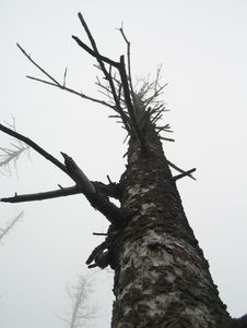 Pine Stock Image Pine Stock Image