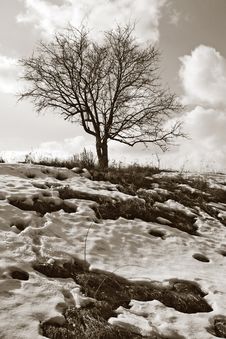 Tree And Snow Stock Image