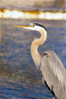 Great Blue Heron Stock Photography