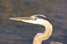Great Blue Heron Royalty Free Stock Photo