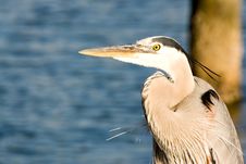 Great Blue Heron Royalty Free Stock Photo Great Blue Heron Royalty Free Stock Photo