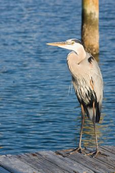 Heron On A Pier Royalty Free Stock Photos