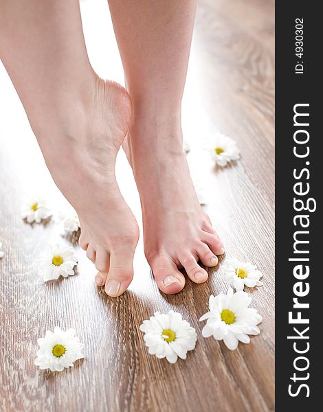 Beautiful feet on the dark floorboard with white daisies around. Beautiful feet on the dark floorboard with white daisies around.
