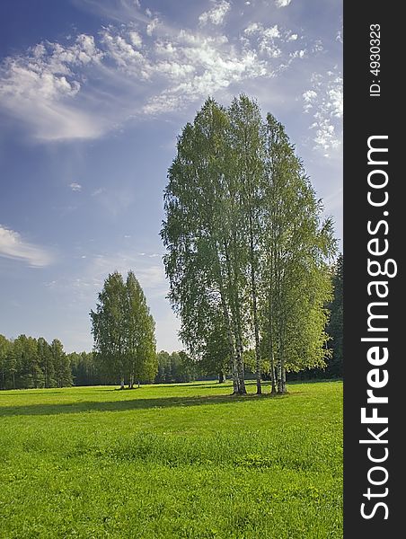 Group of birches on meadow under blue sky. Group of birches on meadow under blue sky