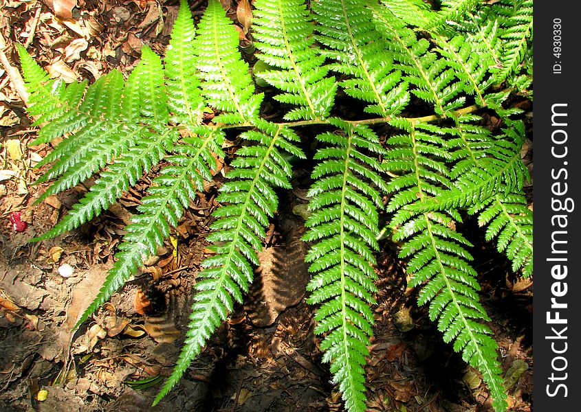 Close-up leaves of a fern