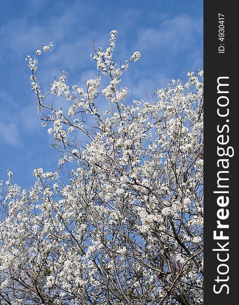 Flowering bushes against the backdrop of a blue sky