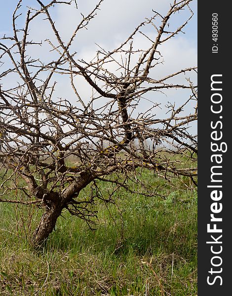 Bizarre tree with branches dried for winter. Bizarre tree with branches dried for winter