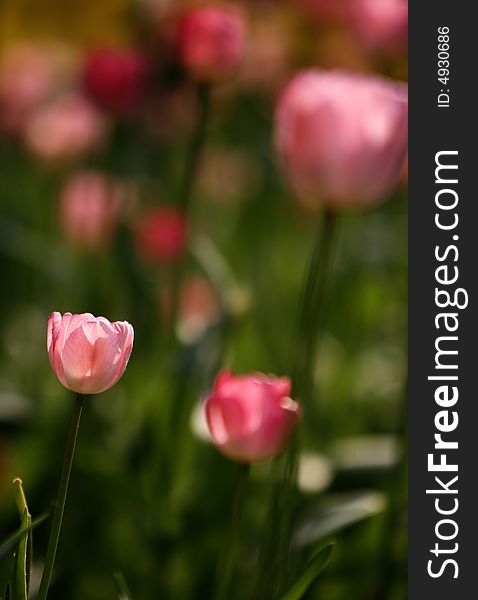 Pink tulips blooming early in spring